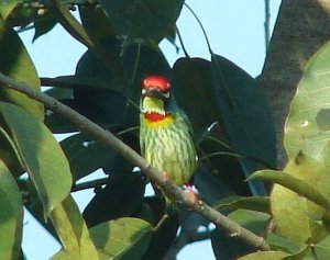 Coppersmith Barbet