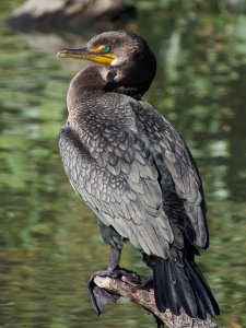 Double-crested Cormorant