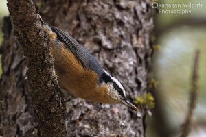 Red-breasted nuthatch