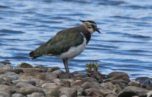 Lapwing juvenile