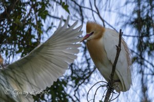 Eastern Cattle Egret