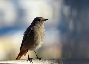 Redstart