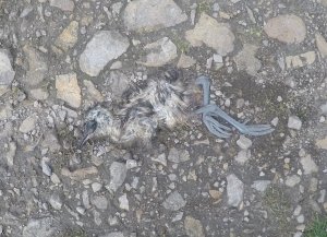 Remains of a Bird (Skylark or Curlew)