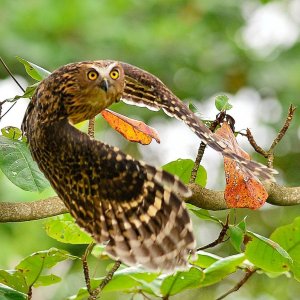 Buffy Fish Owl. Flight shot