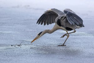 Heron at ice hole