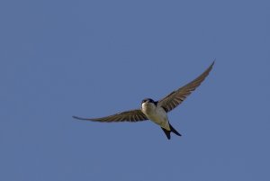 House martin with eye contact