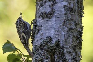 Treecreeper with "prey"