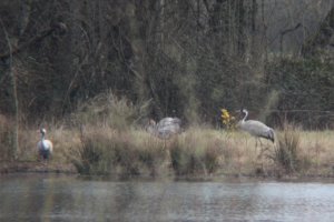 58-Grue cendrée Grus grus Common Crane- 23 mars 2015.jpg