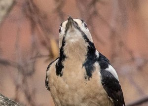 Great Spotted Woodpecker