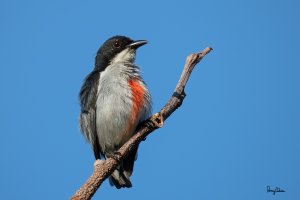 Red-keeled Flowerpecker