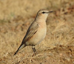 Isabelline Wheatear