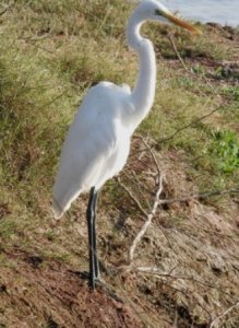 Great Egret