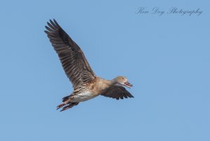 Plumed Whistling Duck