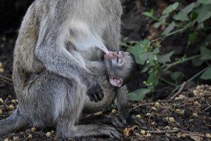 Vervet Monkey