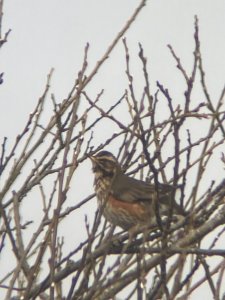 Redwing