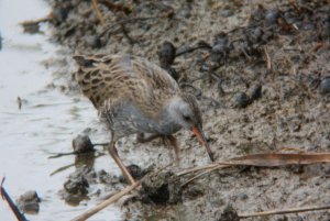 59-Râle d'eau Rallus aquaticus Water Rail- 15 août 2018.jpg