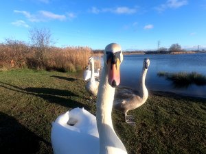 Shinewater Swan 4.JPG