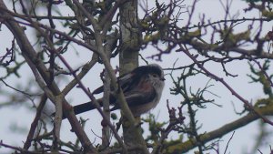 Long Tailed Tit