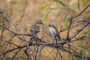 White-winged Triller