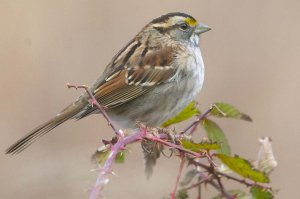 White Throated Sparrow 2021-10.jpg