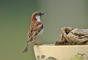 House Sparrow