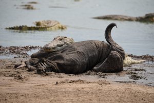 Nile crocodile - African Buffalo