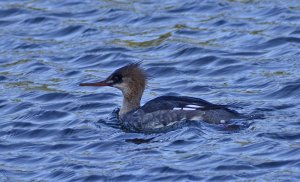 Red-breasted Merganser