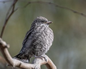 Dusky Woodswallow (imm)