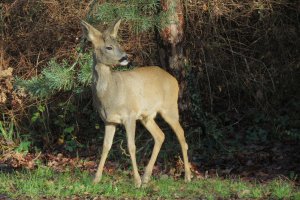 Roe Deer