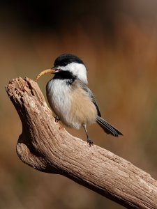 "The Snack" Black capped Chickadee