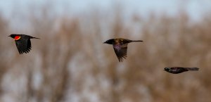 Red-winged Blackbird, 2 Common Grackles.jpg