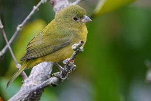 Painted bunting female