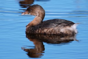 Pied-billed grebe and its reflection