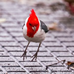 Red-crested Cardinal.jpg