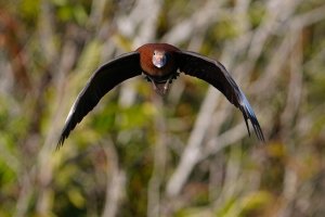 Black-bellied whistling duck flying head-on