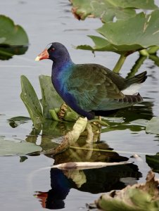 Finally a real Purple Gallinule