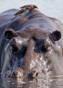 Red-billed Ox-peckers