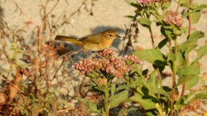 Common Yellowthroat (female)