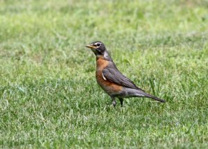 American Robin