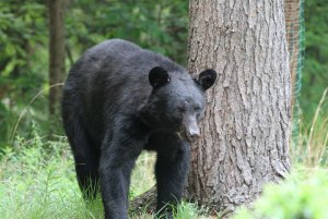 Black Bear