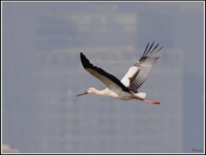 Oriental Stork in flight