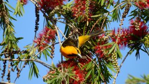 Bullock's Oriole in a Bottlebrush Tree