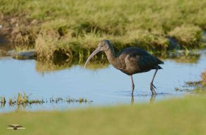 Glossy Ibis 2424.jpg