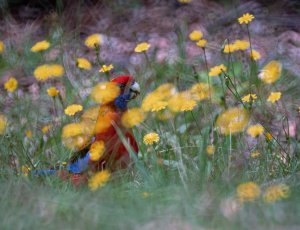 Crimson Rosella