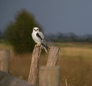 Black-shouldered kite.