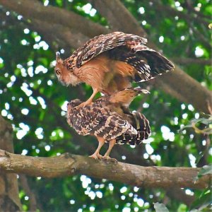 Buffy fish owl