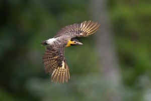 Campo flicker in flight.