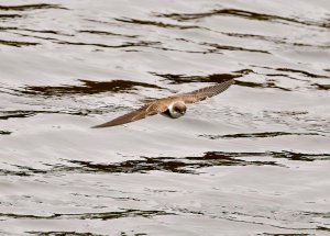 Brown-chested Martin.jpg