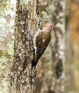 Northern Flicker 73_6405.jpg