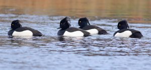 SF  On their way to a hairdresser.  Tufted ducks.
